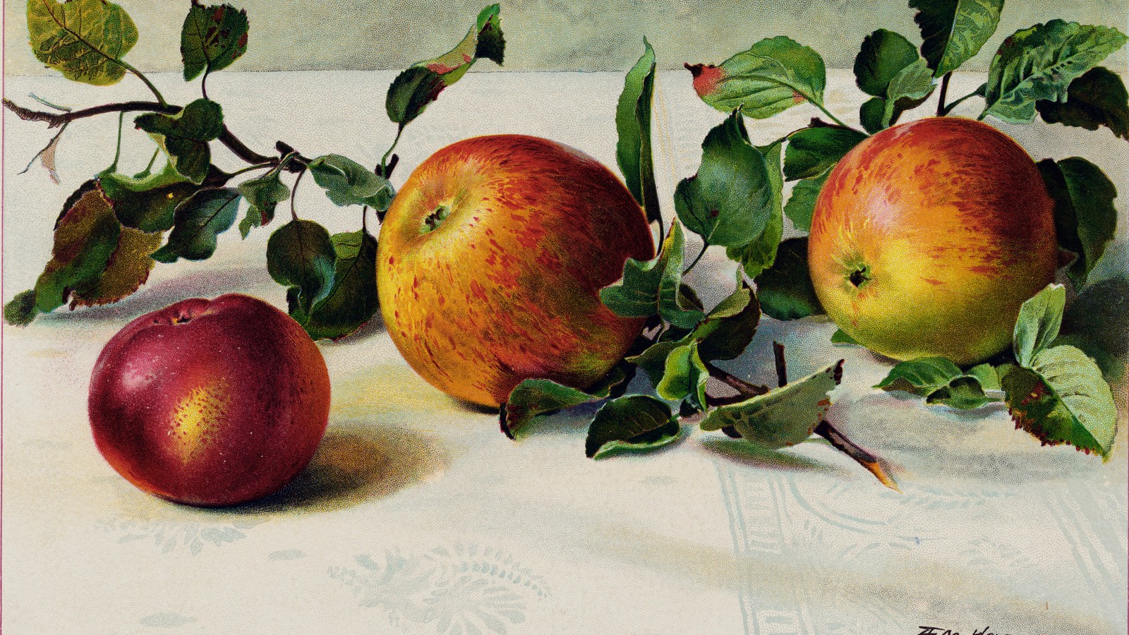 Apples in a Bushel: Exploring Apple Measurements